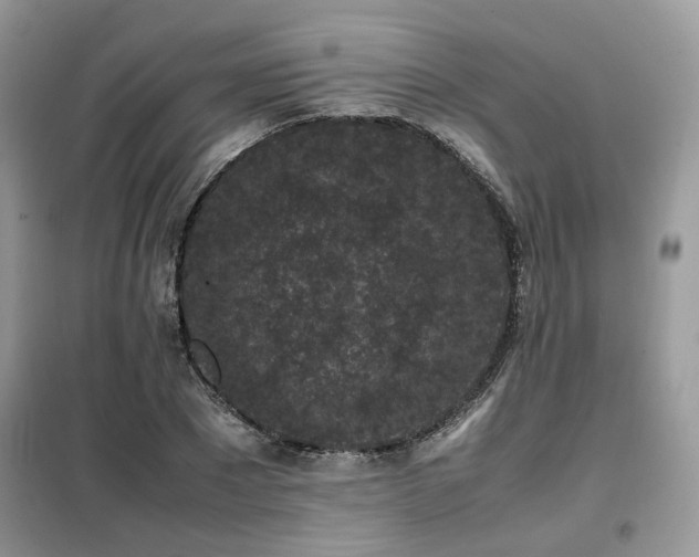 X0000099410881200805091217