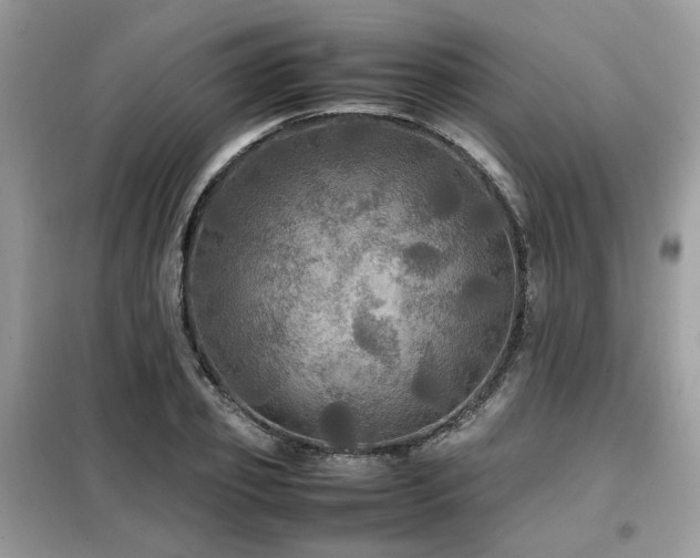 X0000099410933200805091216