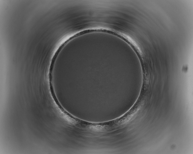 X0000099410943200805091216