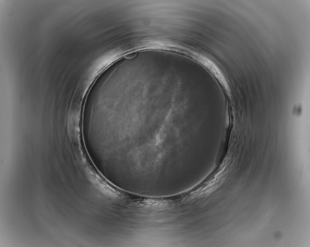 X0000099410954200805091216