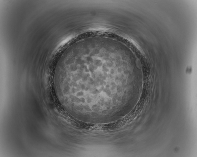 X0000099410967200805091215