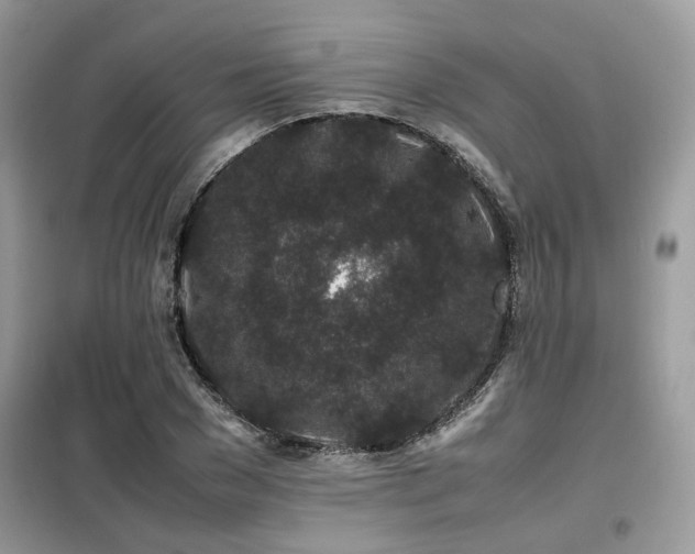 X0000099410977200805091215