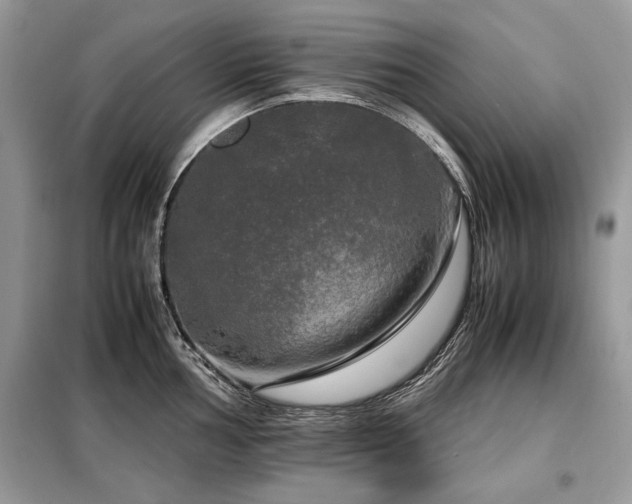 X0000099411002200805091215