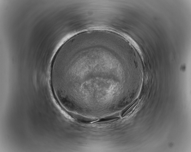 X0000099411005200805091215