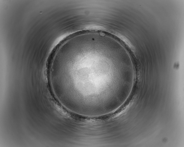 X0000099411022200805091214