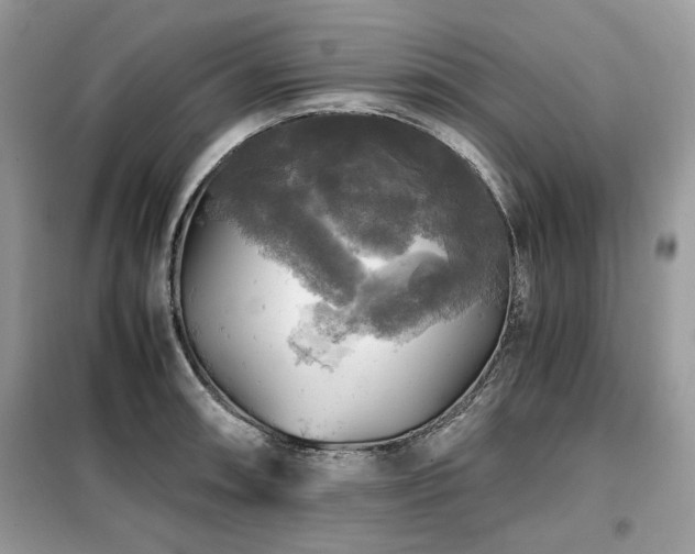 X0000099411090200805091213