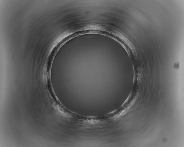 X0000099411117200805091213