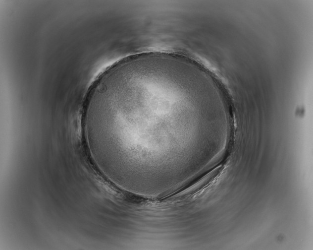 X0000099411214200805091211