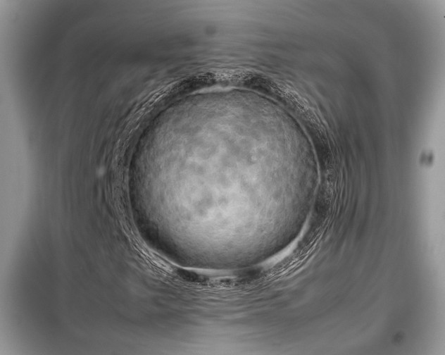 X0000099411249200805091211