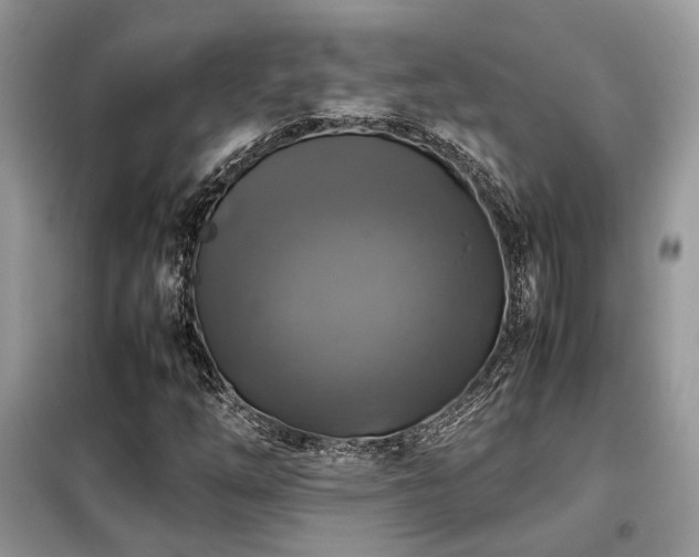 X0000099411254200805091211
