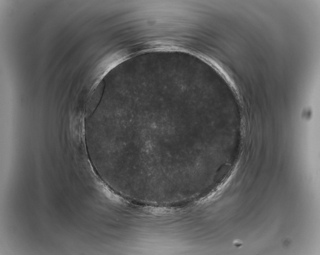 X0000099411289200805091210