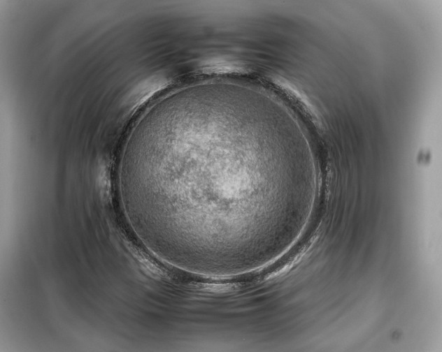 X0000099411305200805091209