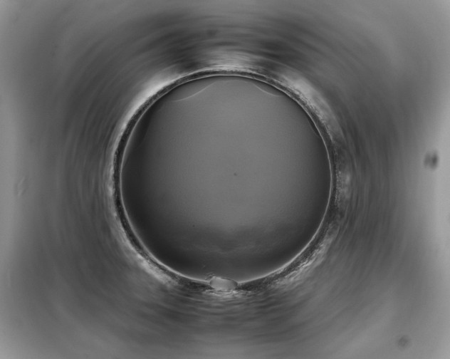 X0000099411331200805091210