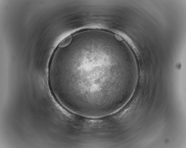X0000099411335200805091210