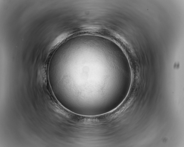 X0000099411354200805091209