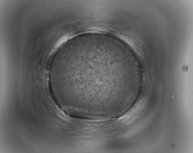 X0000099411355200805091209