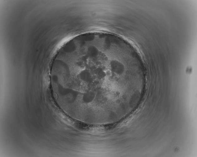 X0000099411363200805091209