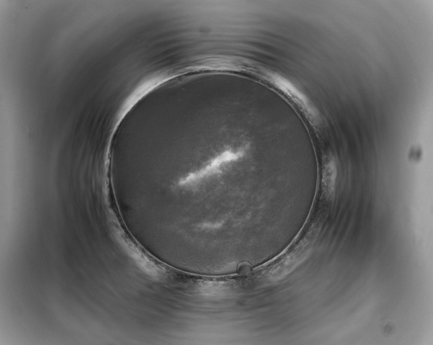 X0000099411378200805091209