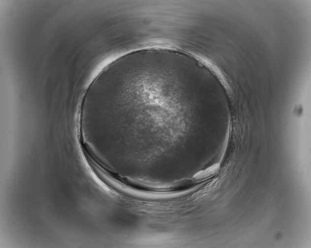 X0000099411383200805091209