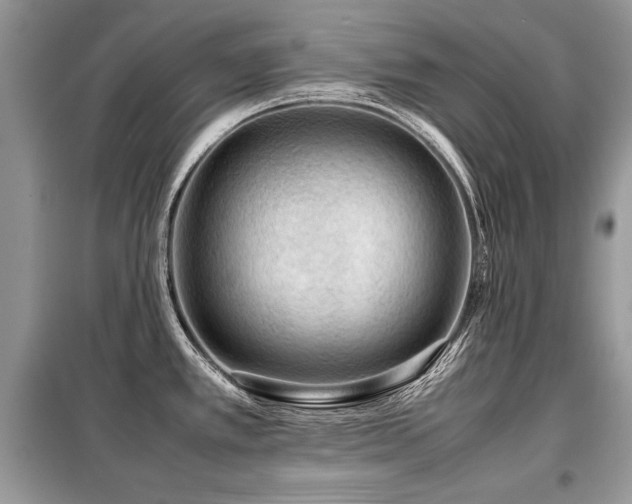 X0000099411389200805091209