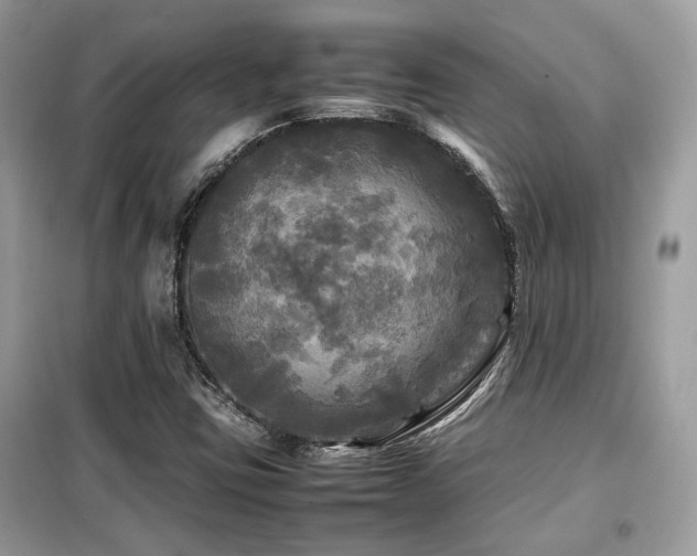 X0000099411403200805091208