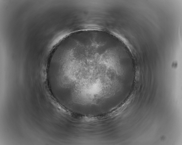 X0000099411407200805091208