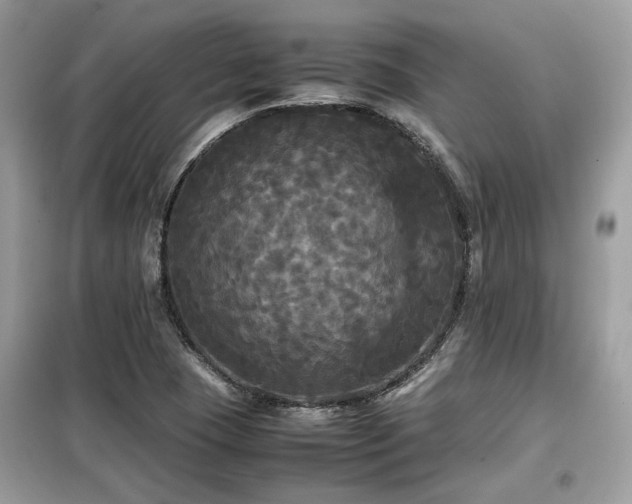 X0000099411409200805091208