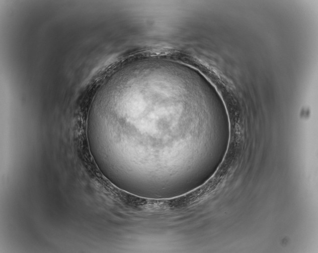 X0000099411447200805091208