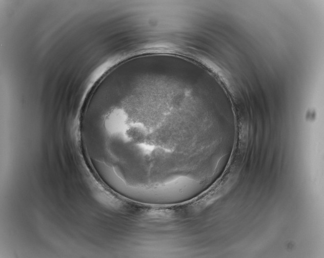 X0000099411466200805091207