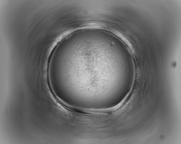 X0000099411477200805091207