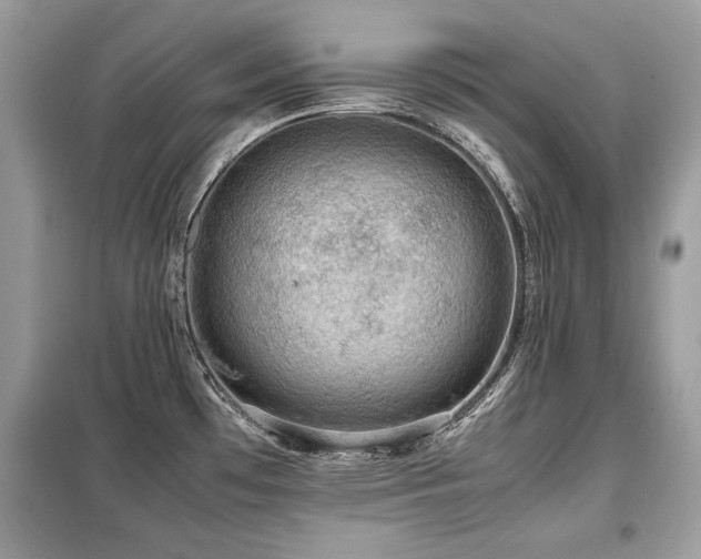 X0000099411481200805091207