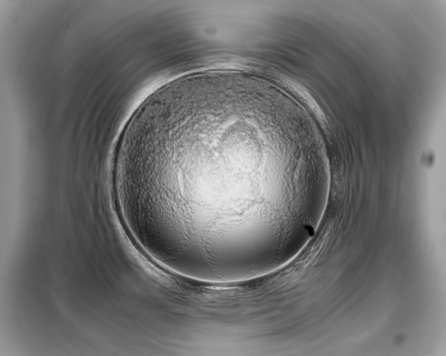 X0000099411483200805091207