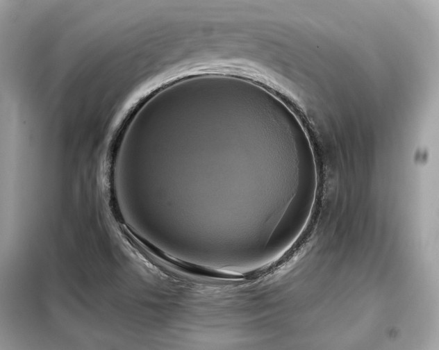 X0000099411506200805091207