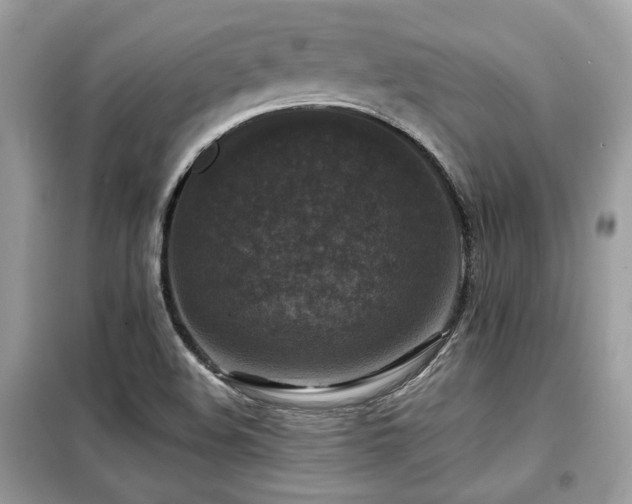 X0000099411508200805091207