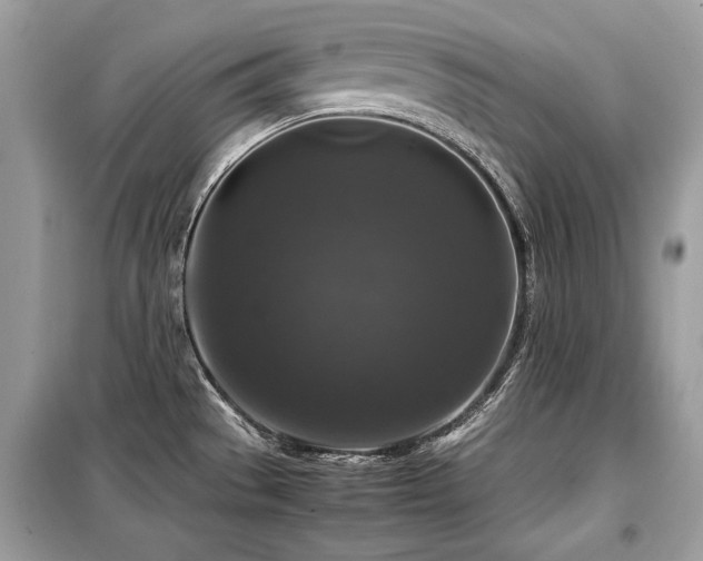 X0000099411529200805091207
