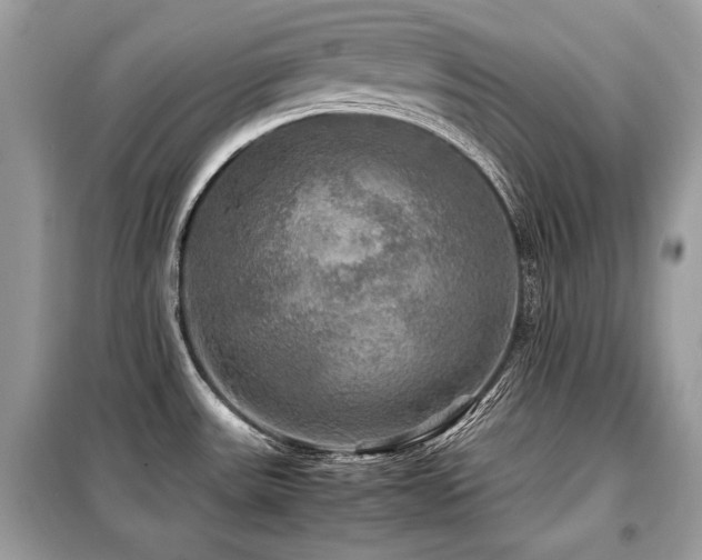X0000099411531200805091207