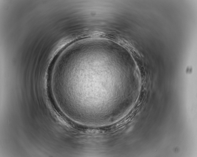 X0000099410242200805161028