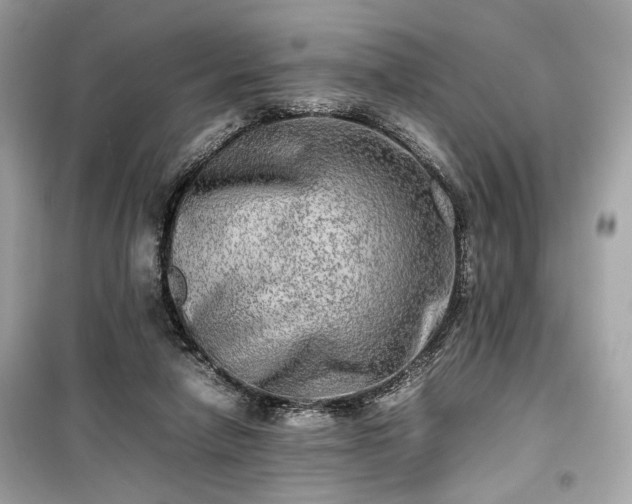 X0000099410258200805161028