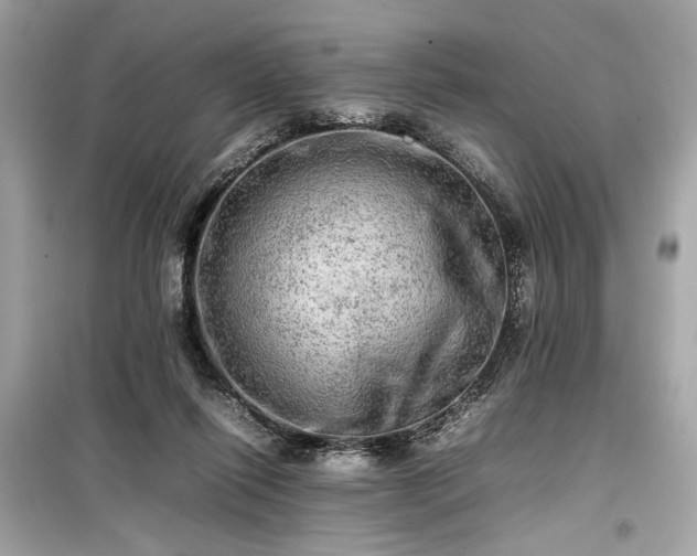 X0000099410262200805161029