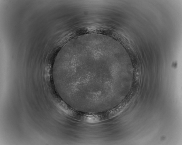 X0000099410275200805161029