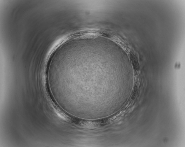 X0000099410293200805161028
