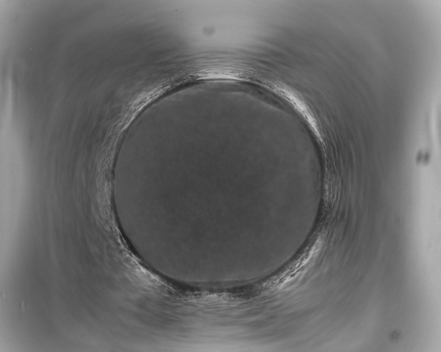 X0000099410385200805161027