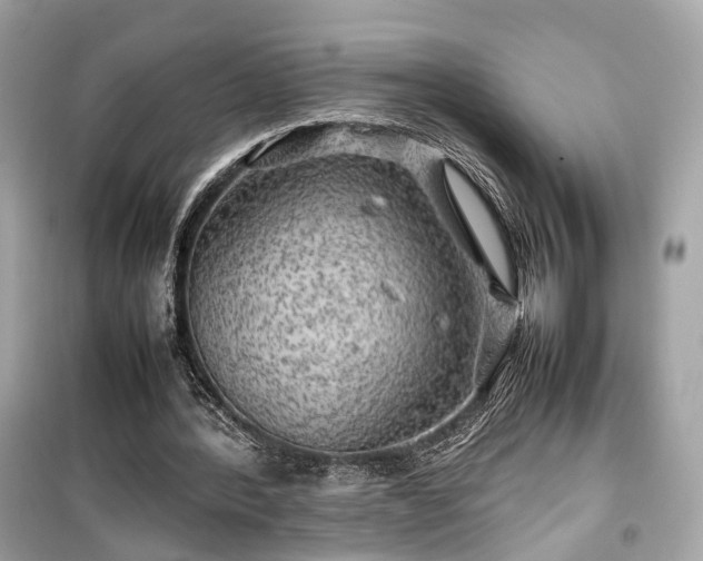 X0000099410388200805161027