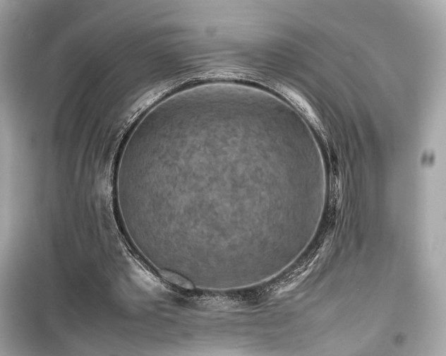 X0000099410389200805161027