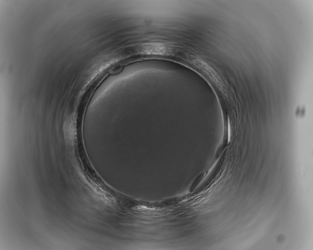 X0000099410531200805161024