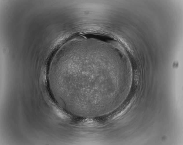 X0000099410589200805161023