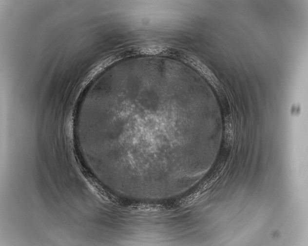 X0000099410626200805161022