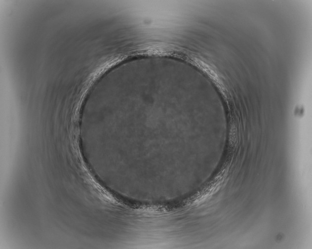 X0000099410673200805161022