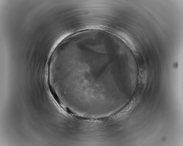 X0000099410804200805161020