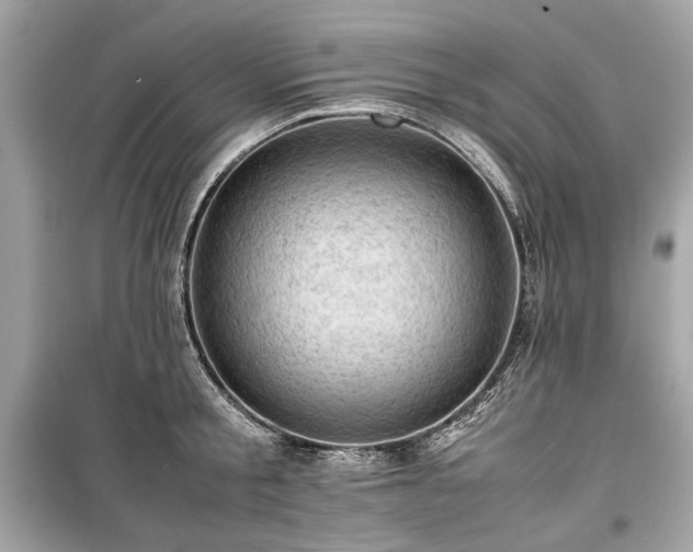 X0000099410805200805161020